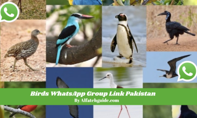 Birds WhatsApp Group Link Pakistan