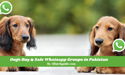 Dogs Buy & Sale Whatsapp Groups in Pakistan