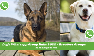 Dogs Whatsapp Group links 2022 - Breeders Groups - Happy Dog Day